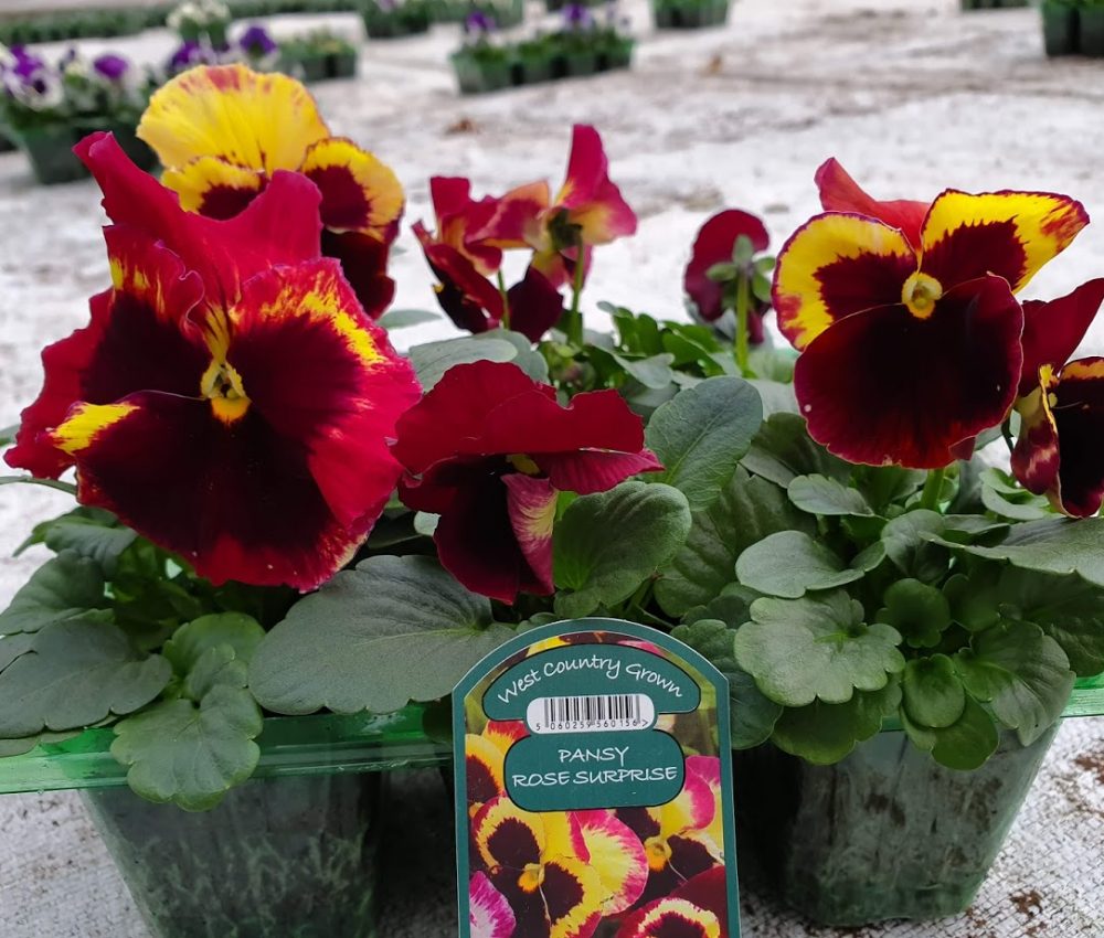 Rose Surprise Pansy 6 Pack