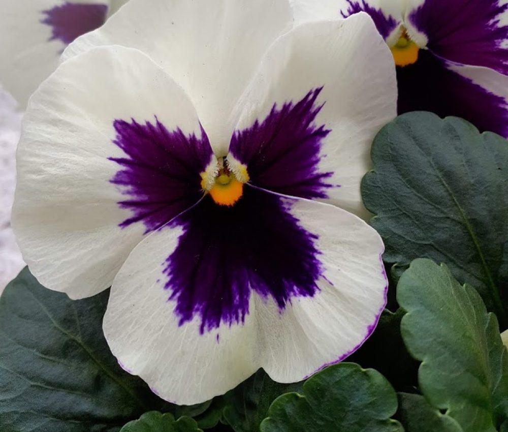White Blotch Pansy 6 Pack