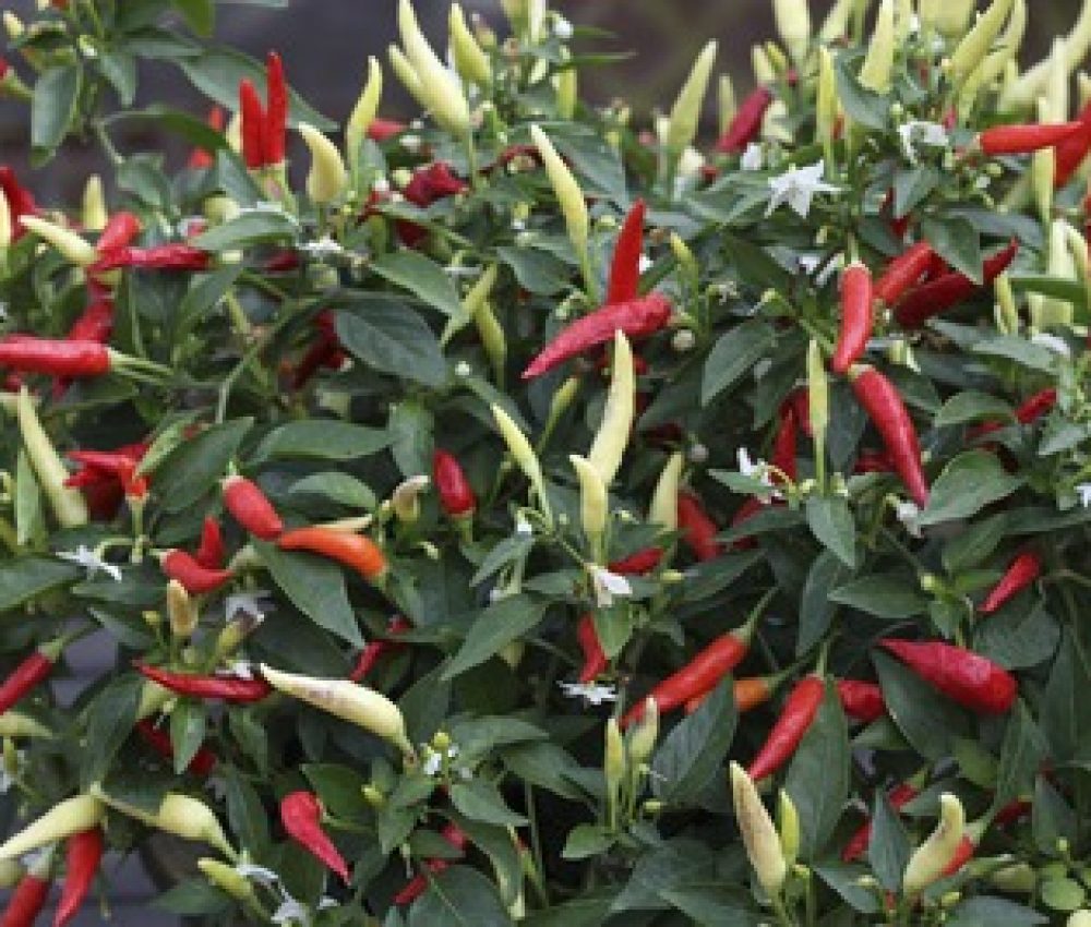 Chilli Basket of Fire