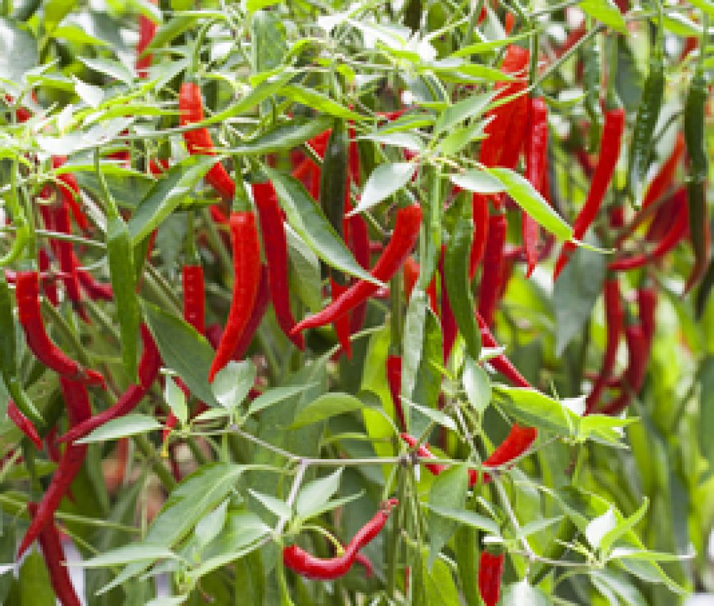 Chilli Longhorn