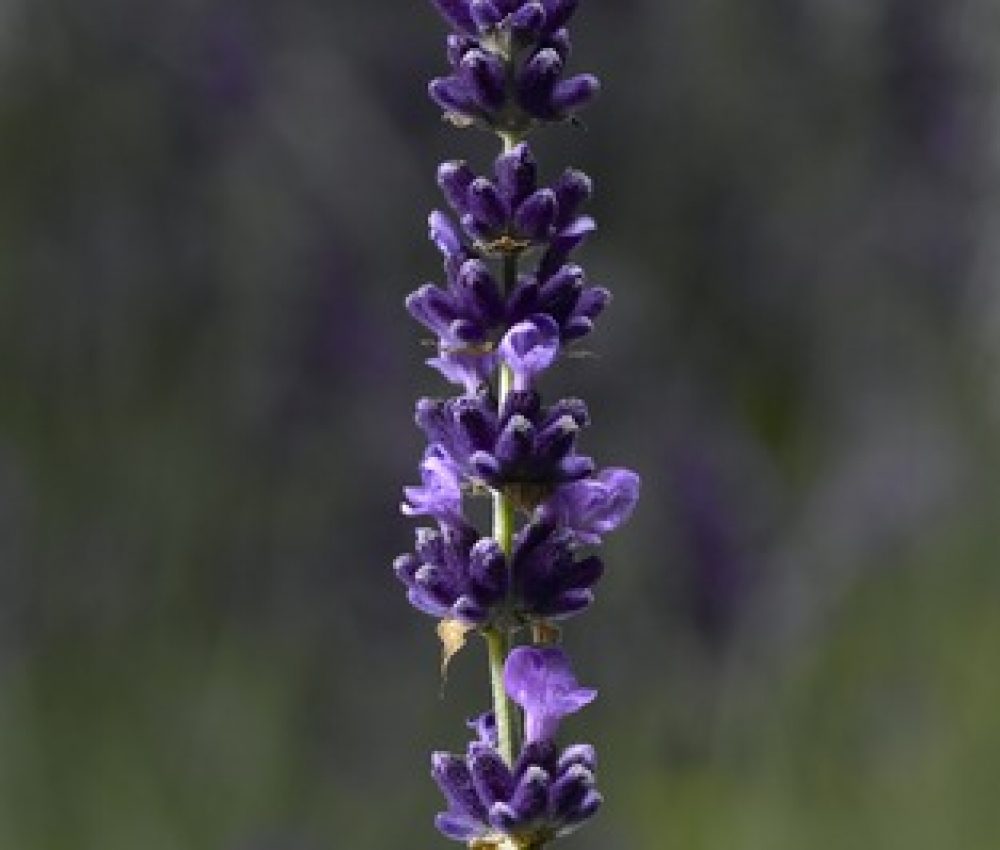 Lavender Hidcote