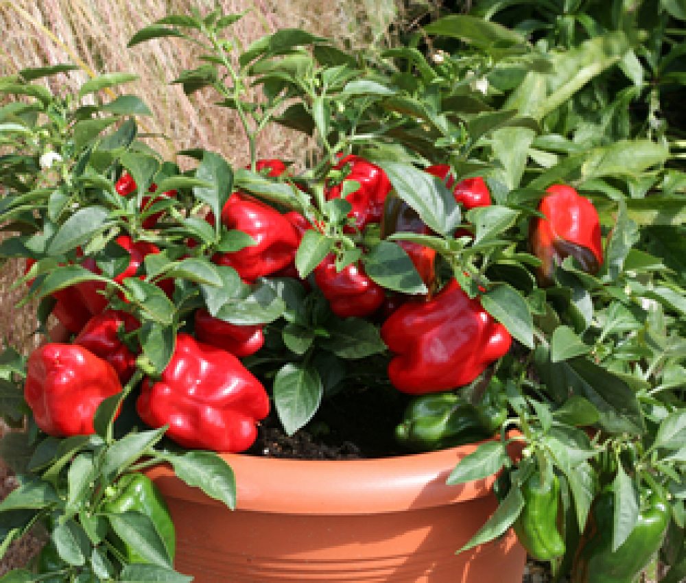 Sweet Pepper Red Skin