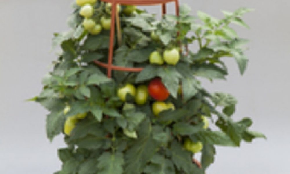 tomato summerlast