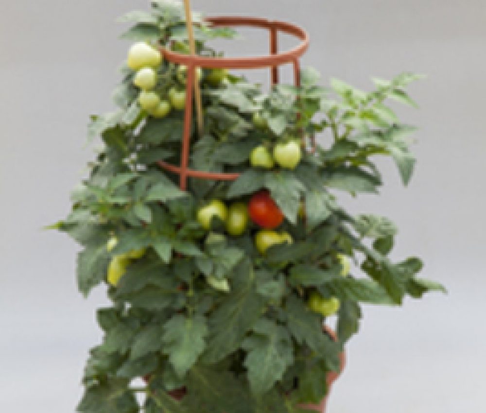 tomato summerlast