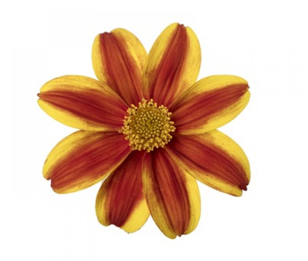 Bidens Brazen Samurai