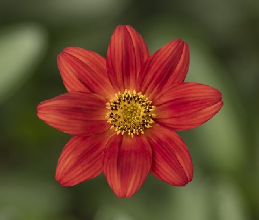 Bidens Brazen rising sun