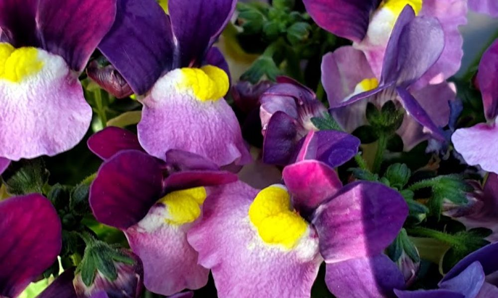 Nemesia Jane