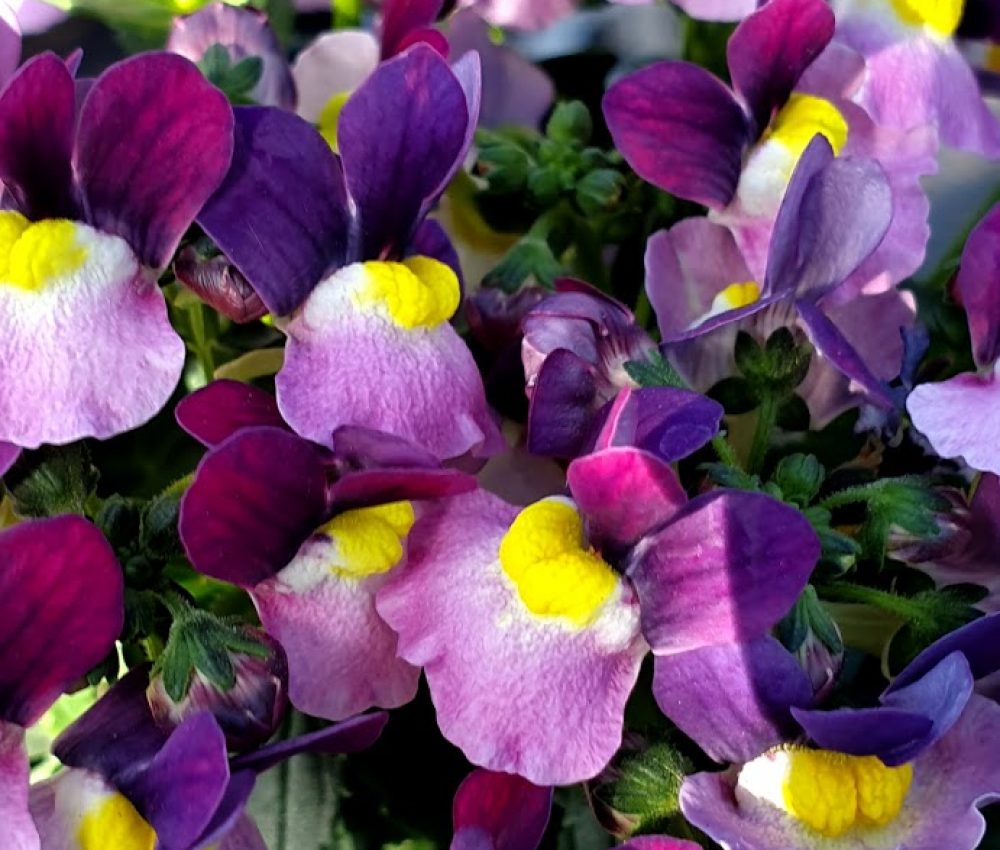Nemesia Jane