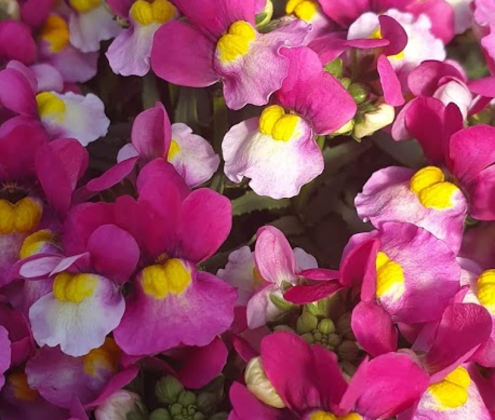 Nemesia Lady Dawn 1