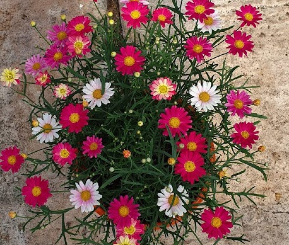 Patio Pot Agryanthemun