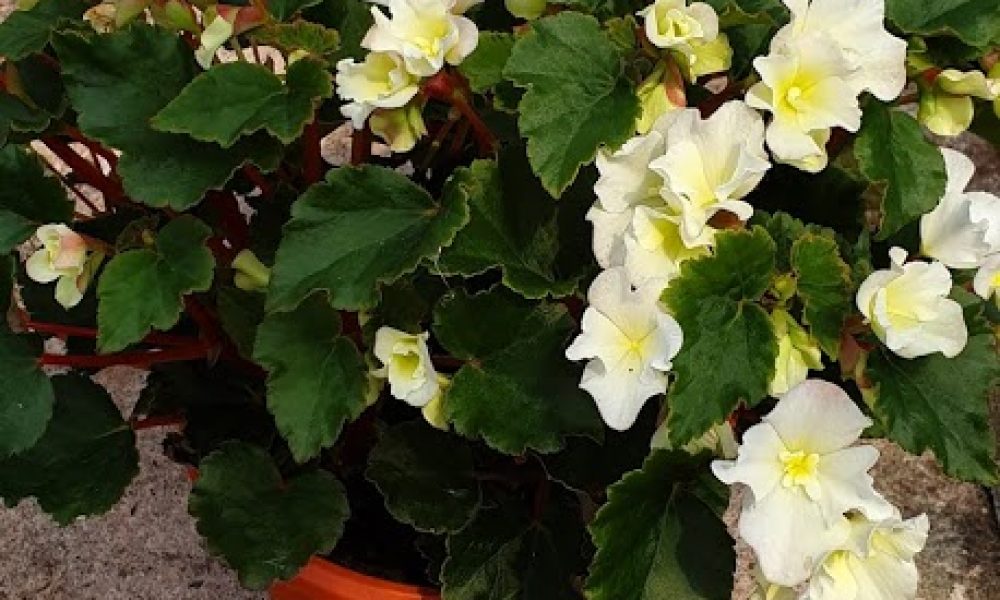 Begonia Solenia Patio Pot