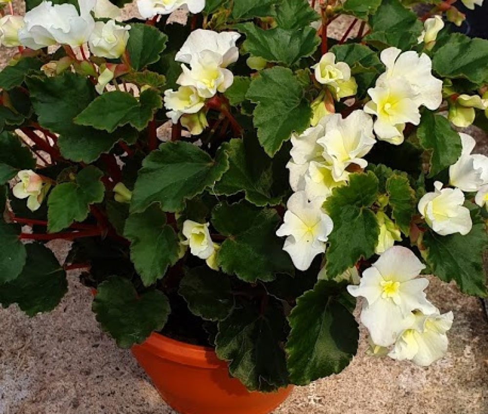 Begonia Solenia Patio Pot
