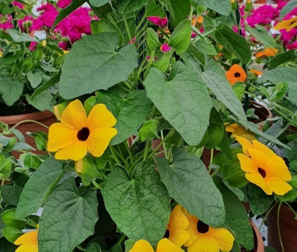 Patio Pot Thunbergia