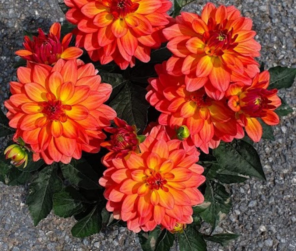 Dahlia Gallery Matisse-