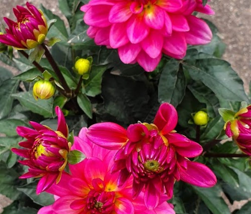 Dahlia Grandalia Sunrise