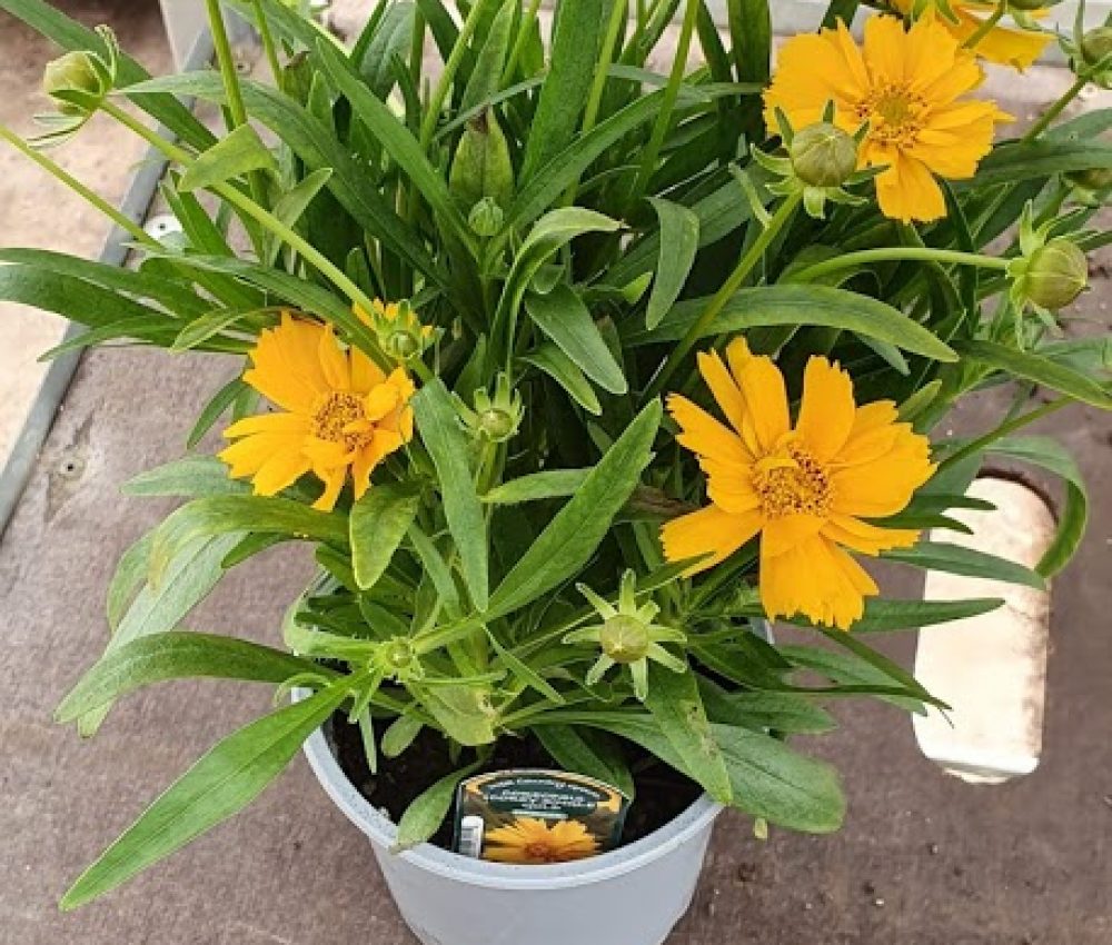 Coreopsis single gold