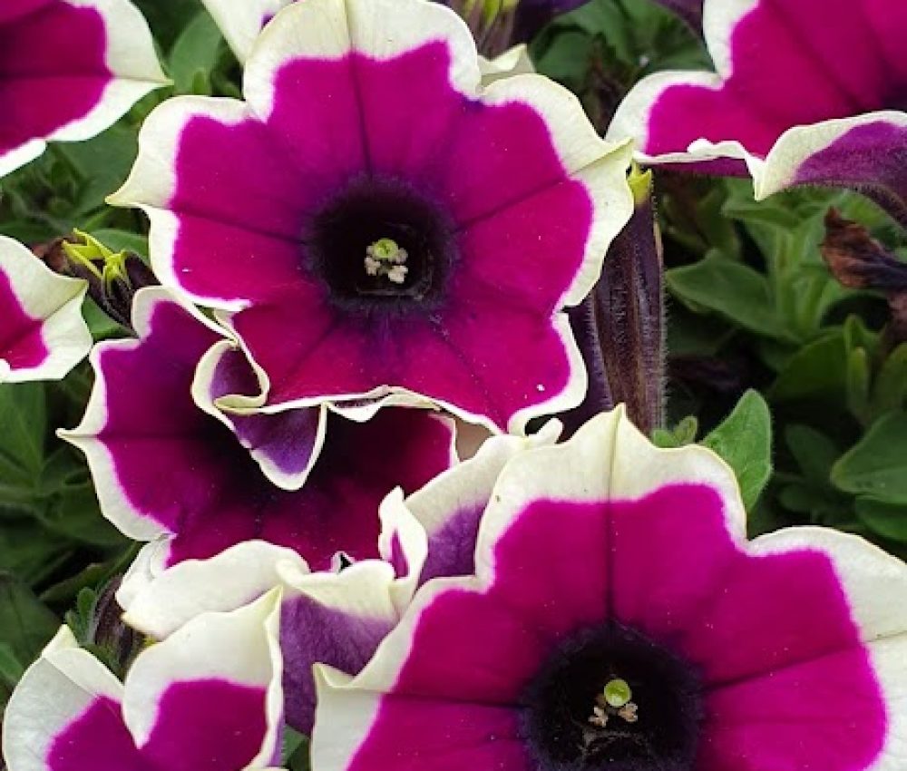 Petunia Rim Magenta