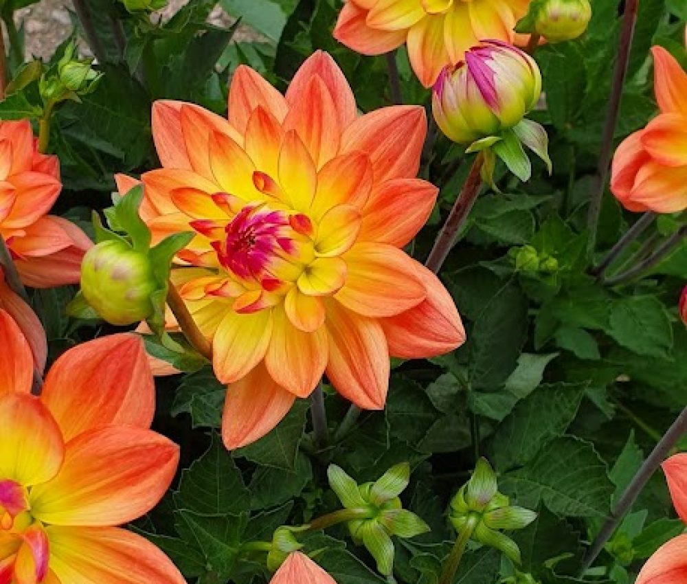 Dahlia Sincerity Peach