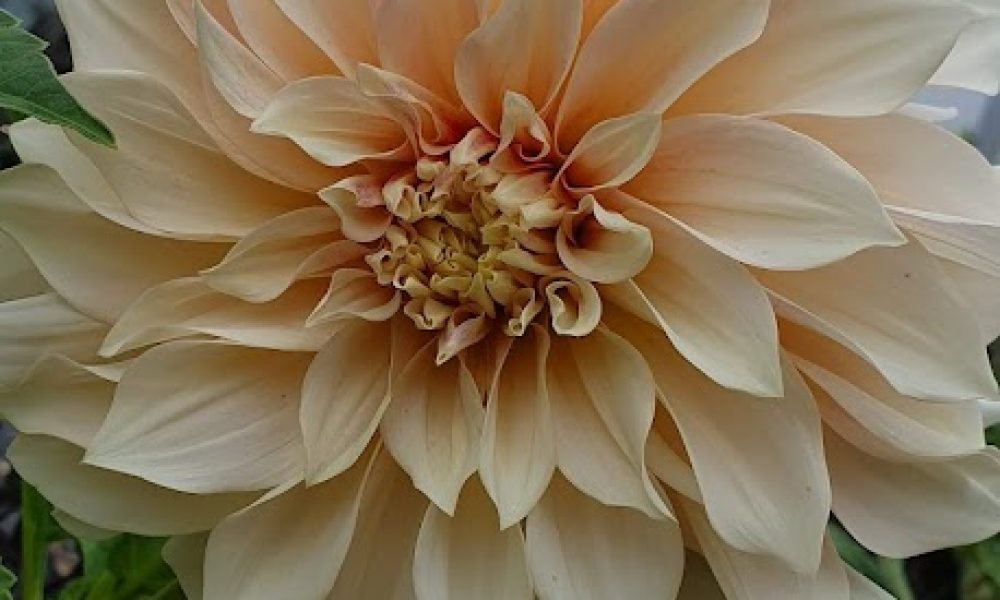 Dahlia Cafe Latte