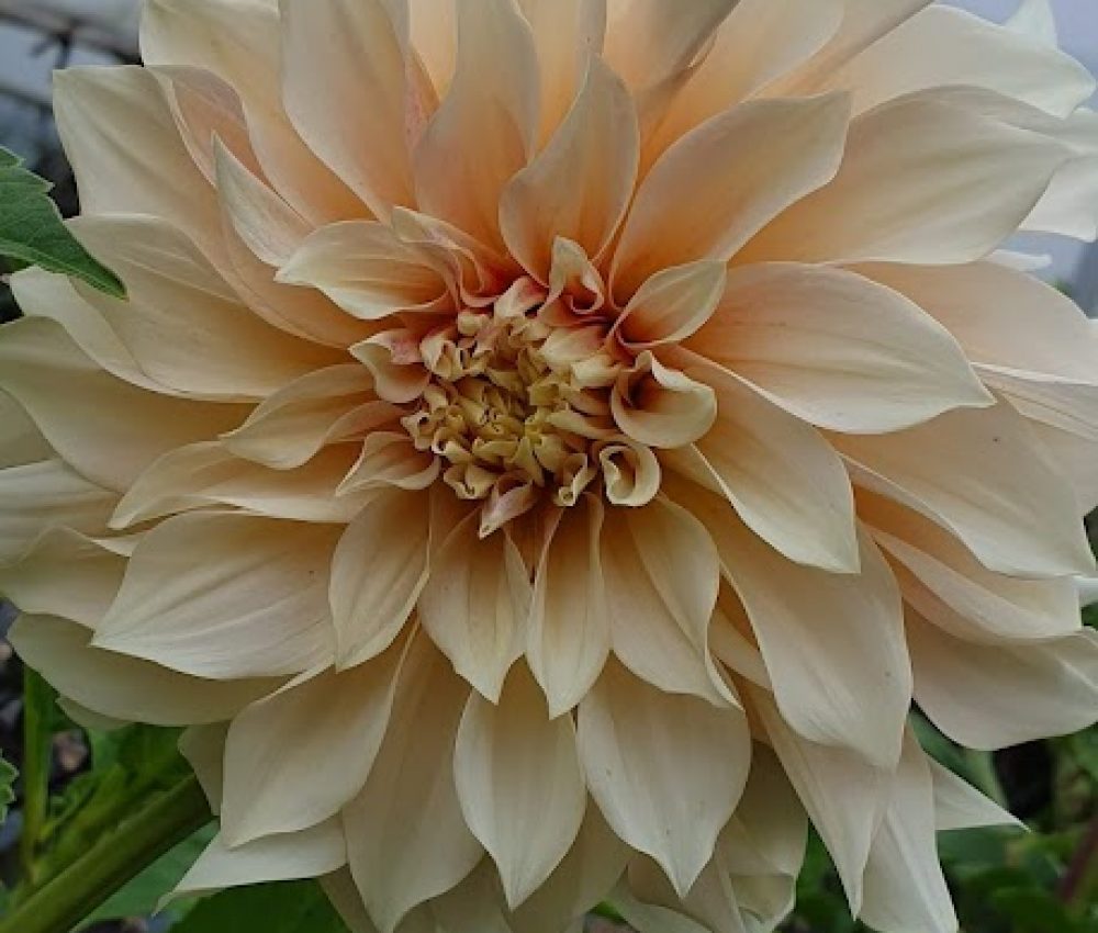 Dahlia Cafe Latte