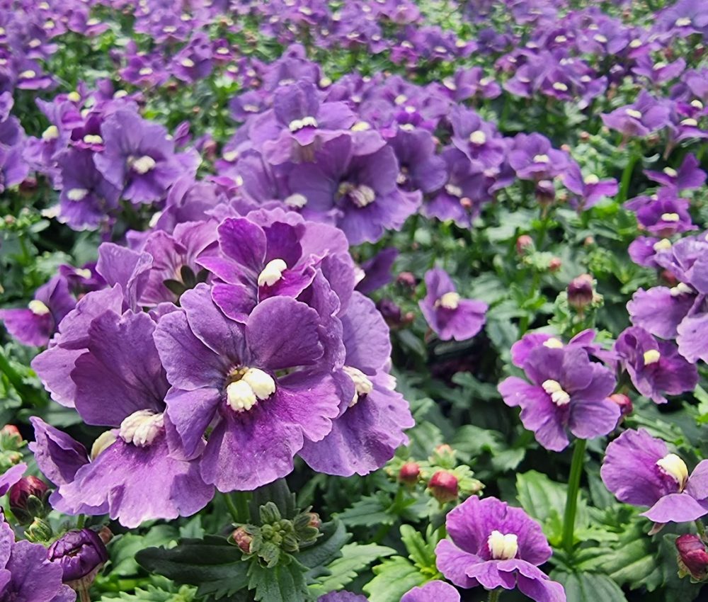 Nemesia Jeans