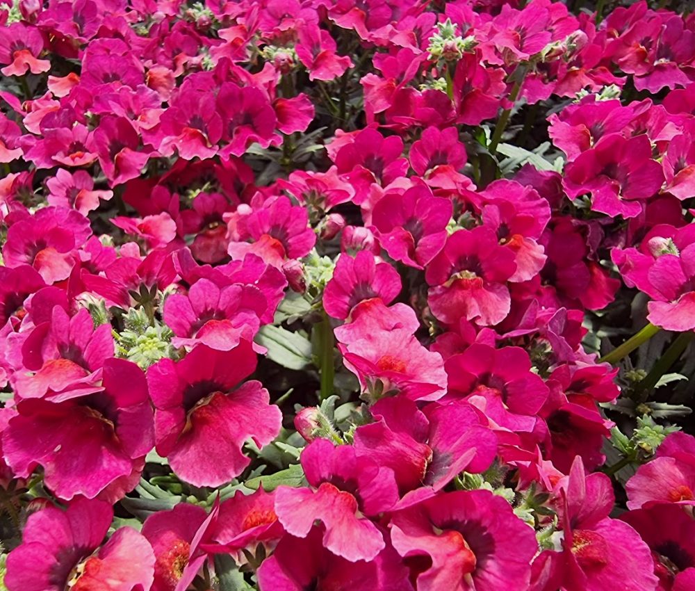 Nemesia Mauve