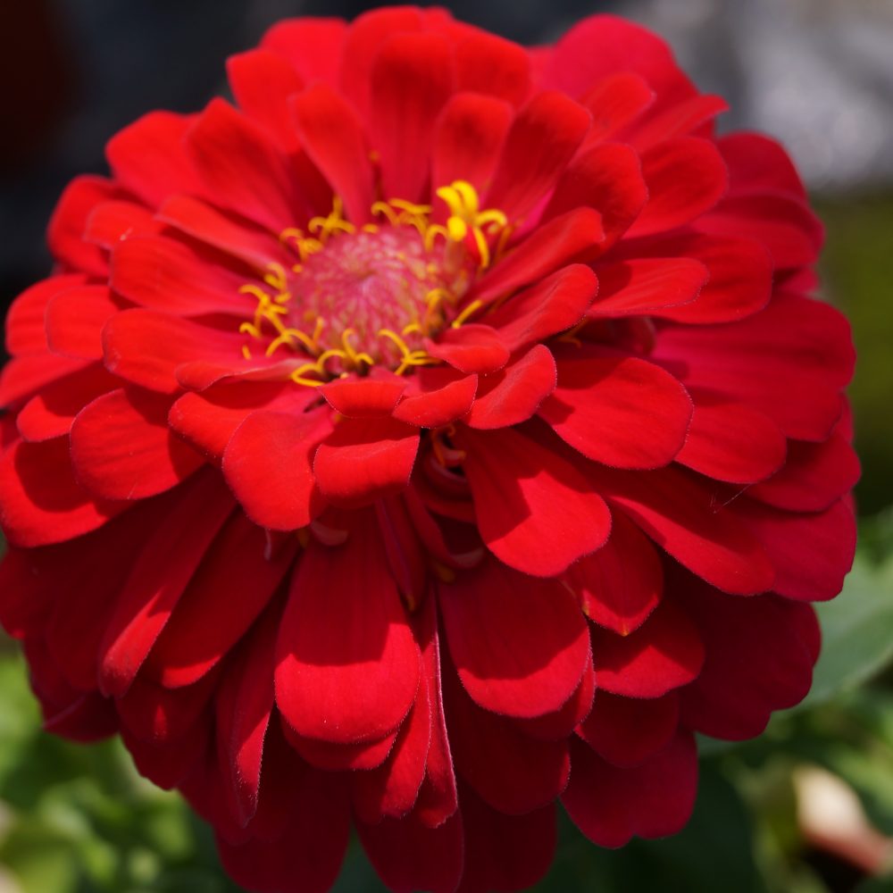 Zinnia Mondo Mixed- 10cm A stunning ornamental plant producing exotic blooms in brilliant colours, Great in the border, or lovely in large containers.