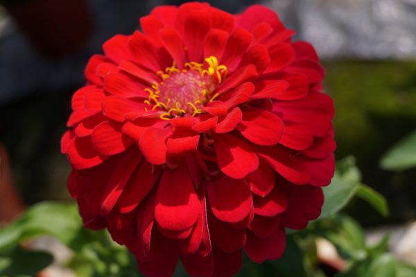 Zinnia Mondo Mixed- 10cm A stunning ornamental plant producing exotic blooms in brilliant colours, Great in the border, or lovely in large containers.