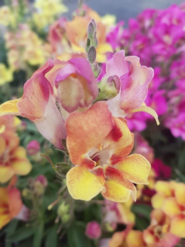 Antirrhinum Antirinca