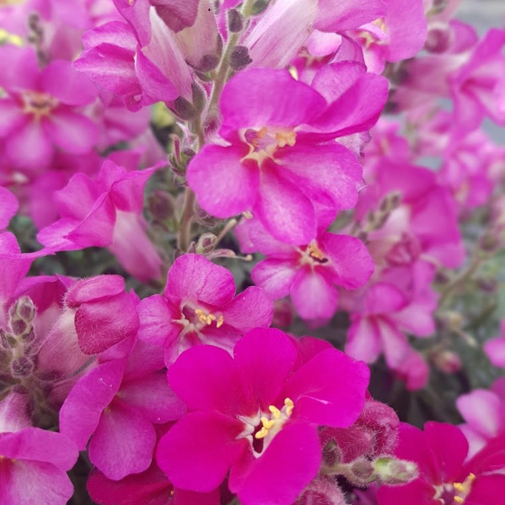 Antirrhinum Antirinca