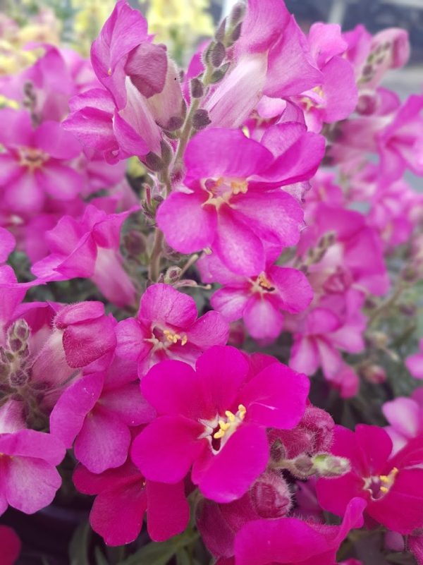 Antirrhinum Antirinca