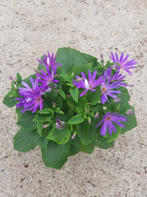 Senetti