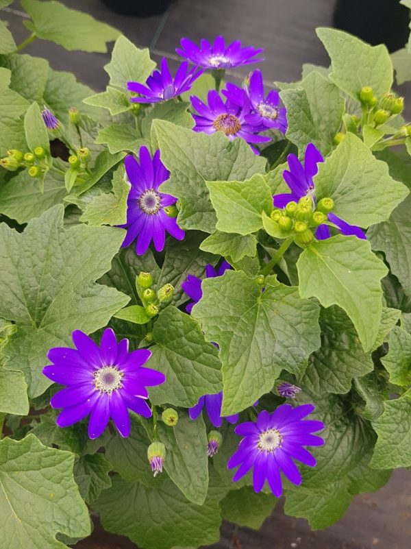 Senetti