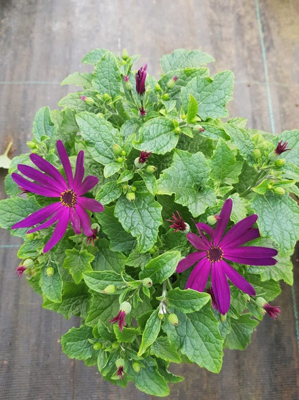 Senetti