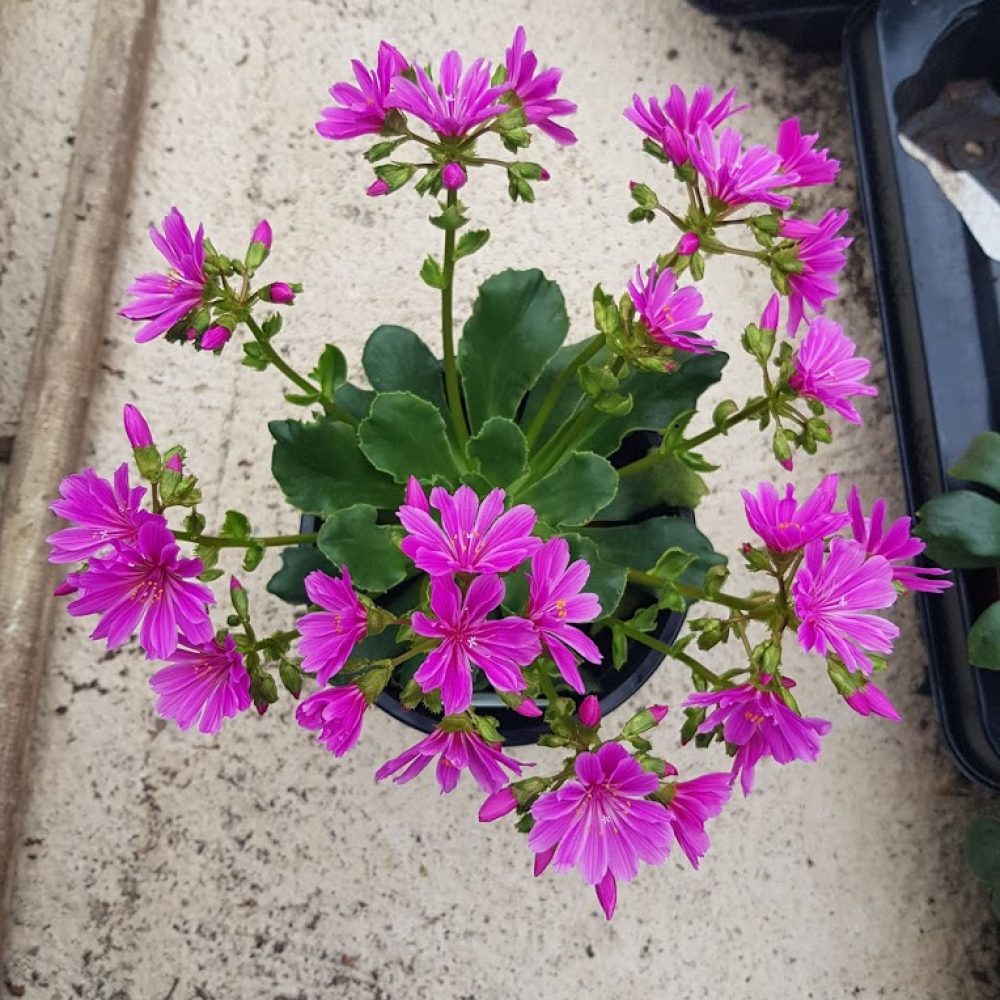 lewisia