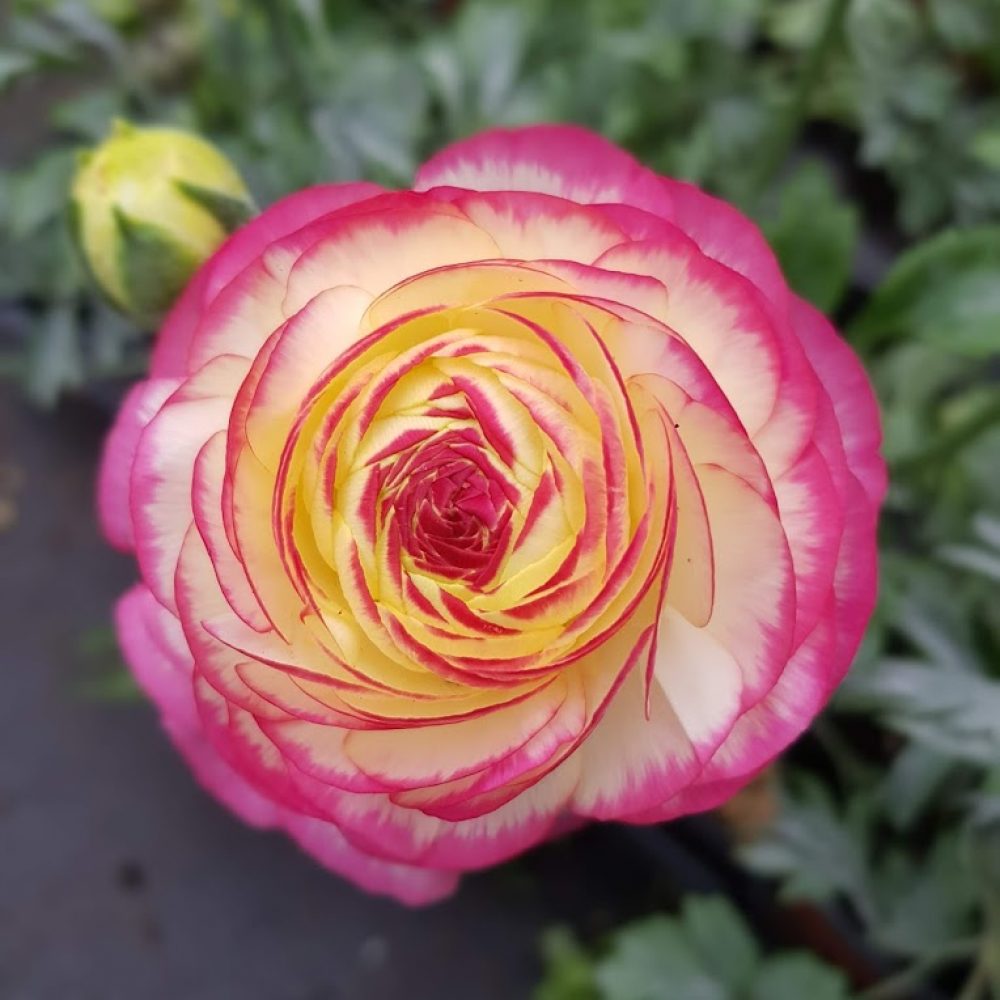 Ranunculus