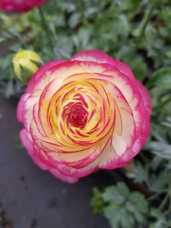 Ranunculus