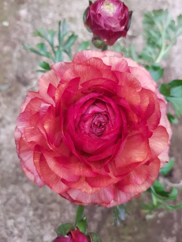 Ranunculus