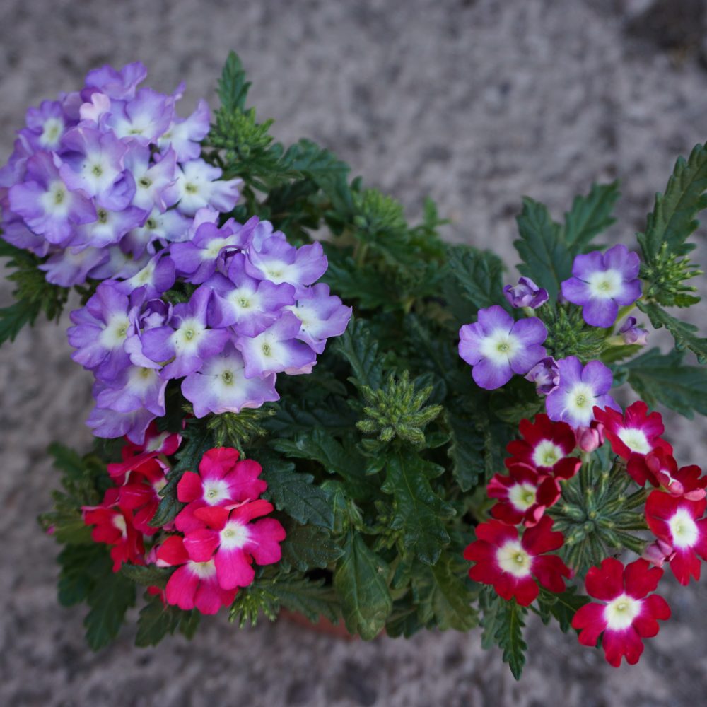 3 pot Verbena