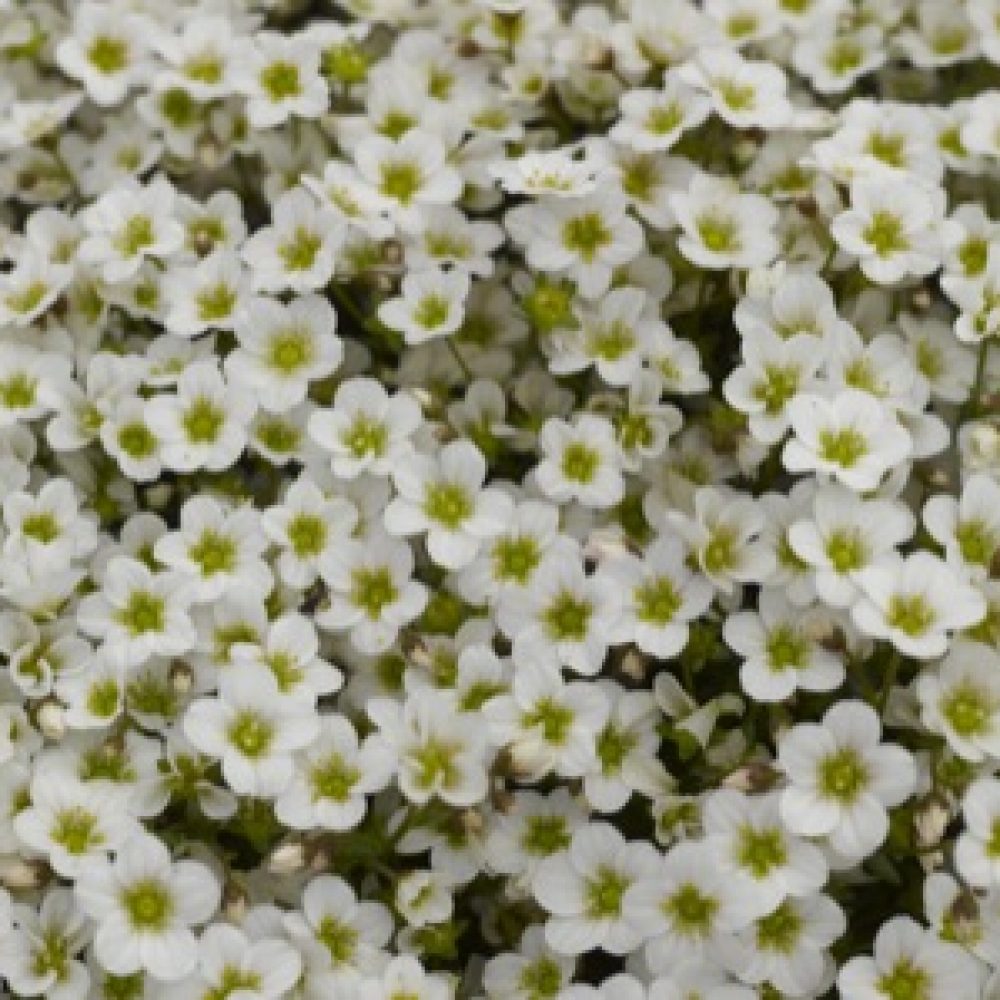 Lobularia White Stream