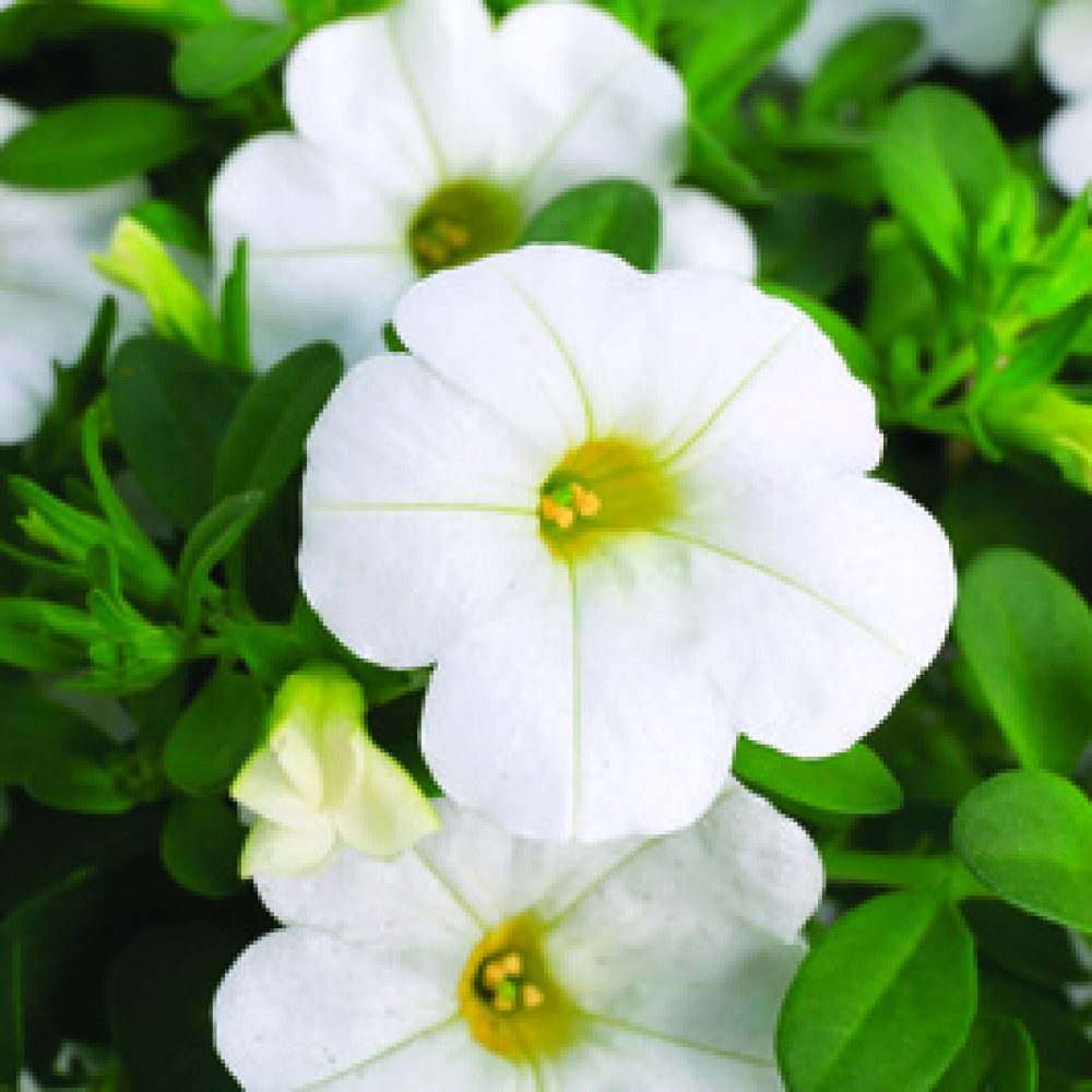 calibrachoa white