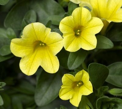 Calibrachoa Yellow- 10cm These colourful plants form an excellent trailing habit. Ideal for your hanging baskets and garden containers. Produces masses of mini golden-yellow flowers over green foliage.