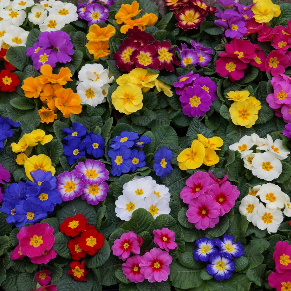 Primroses