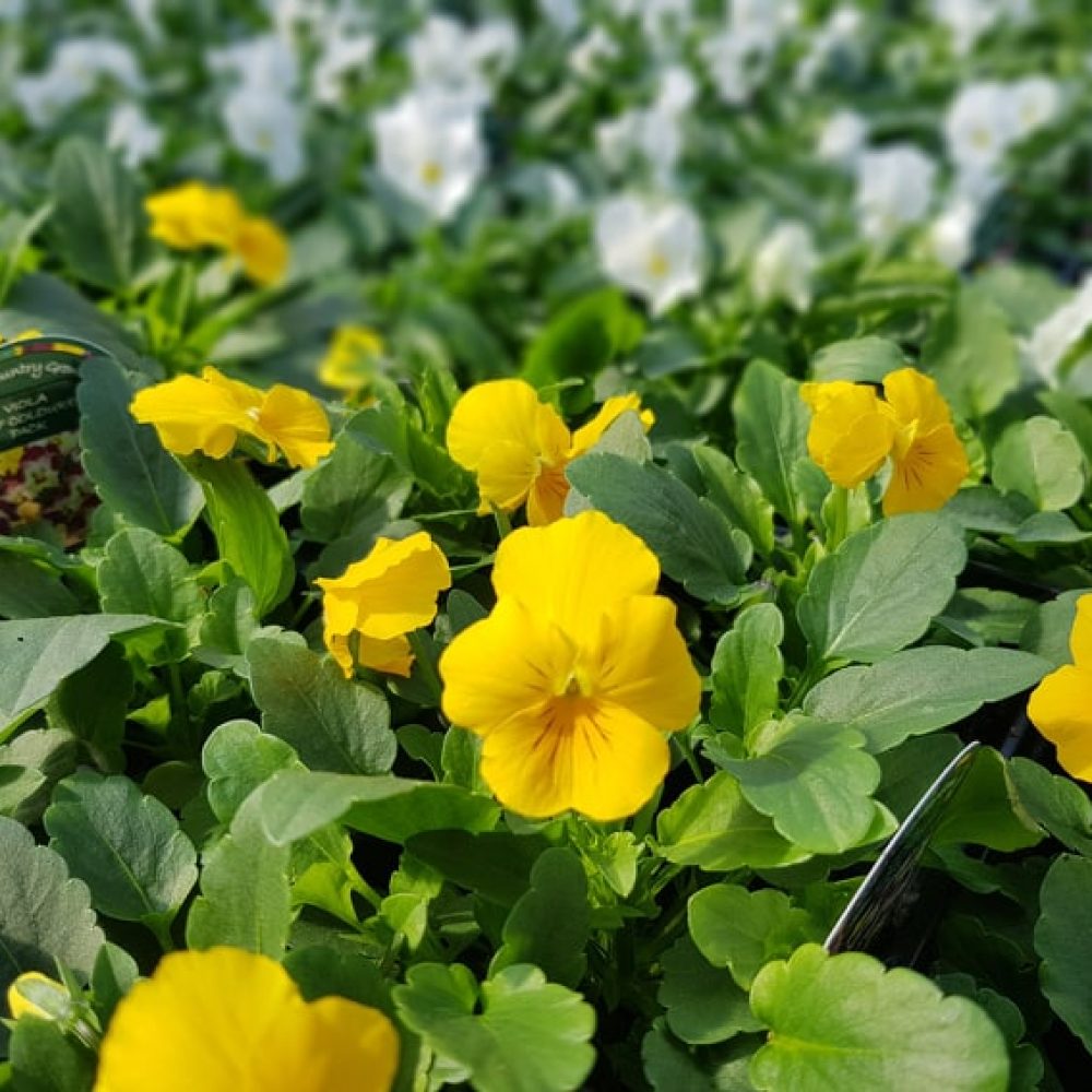 Viola Pure Yellow