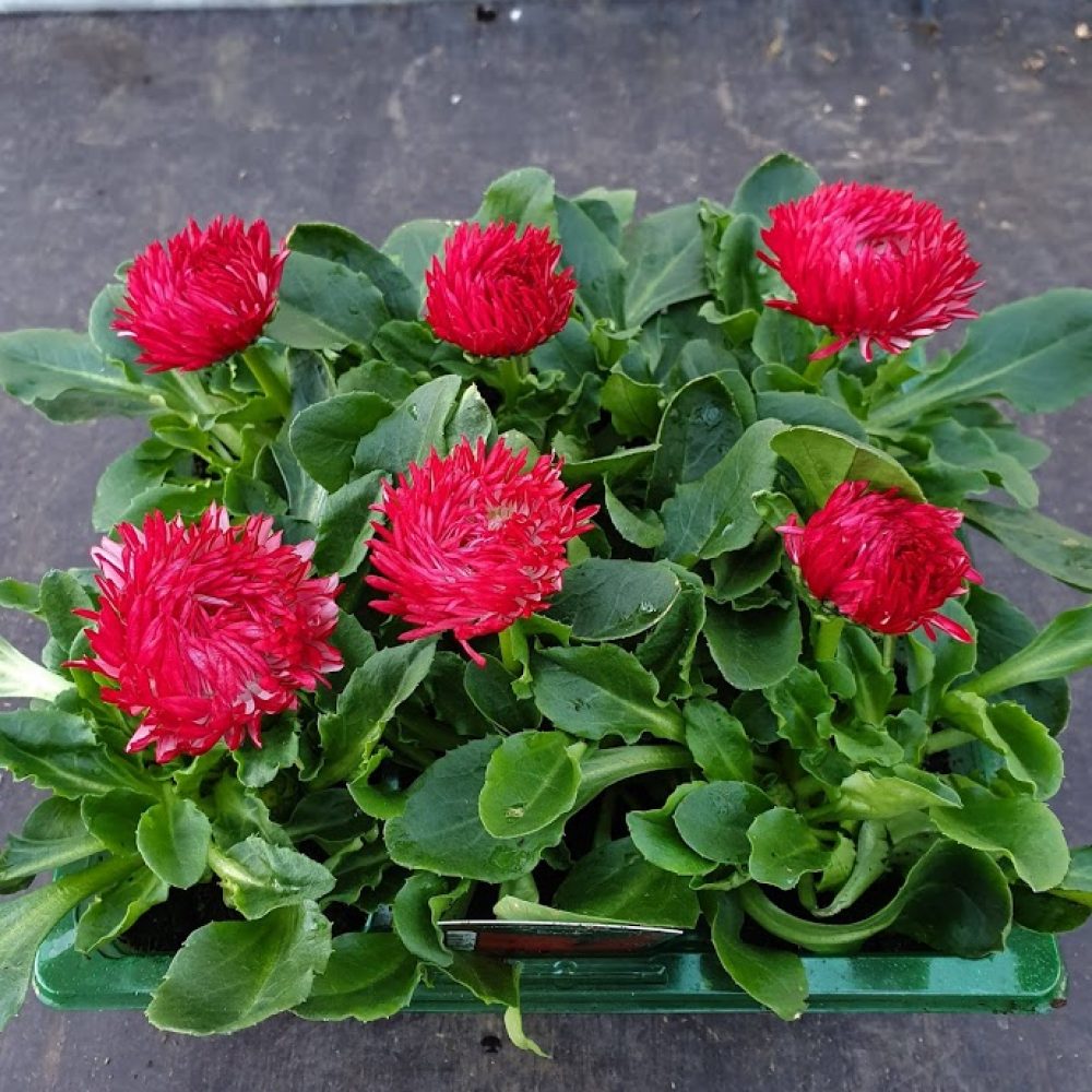 Bellis Red