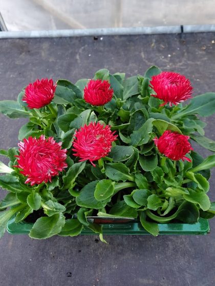 Bellis Red