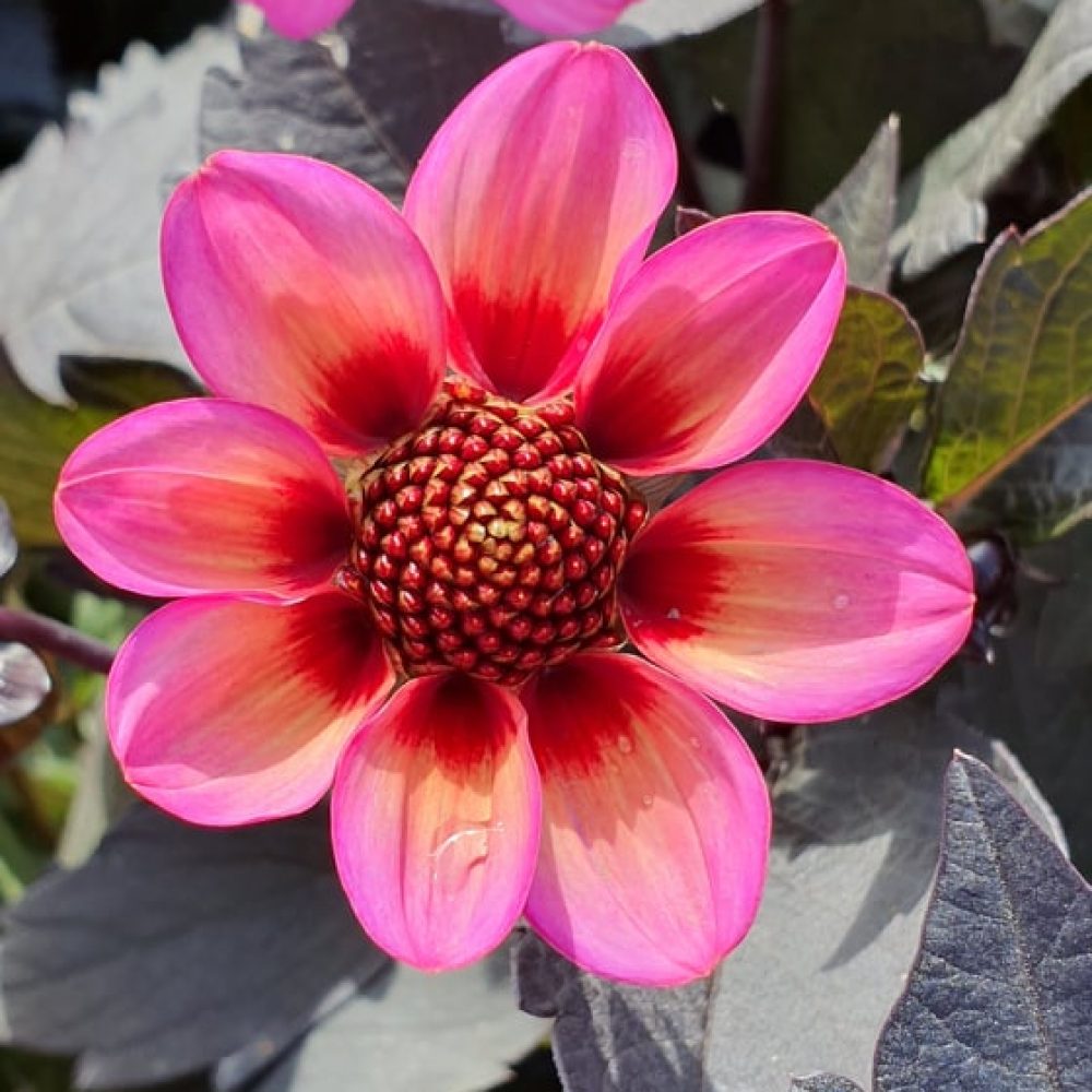 Dahlias Dark Angel Mix