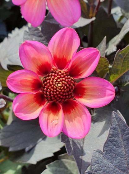 Dahlias Dark Angel Mix