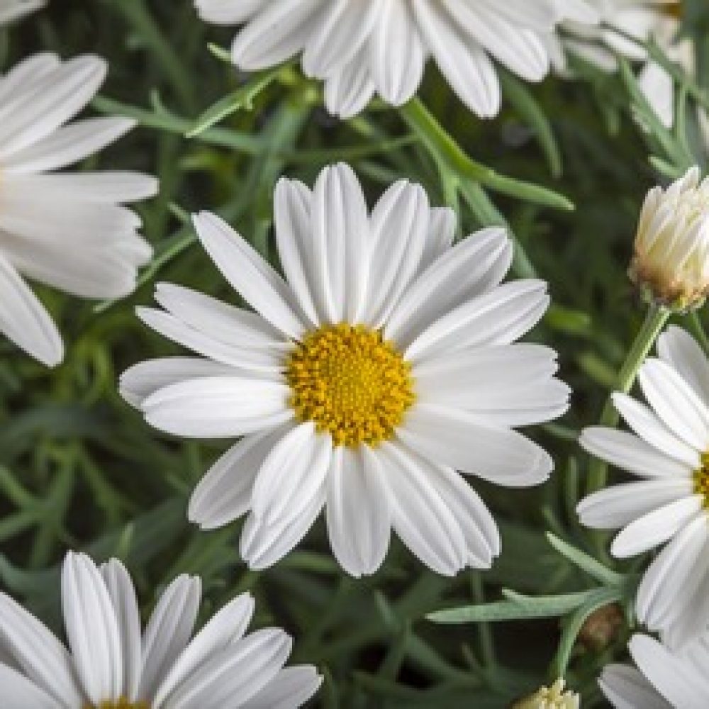 ARGYRANTHEMUM molimba white