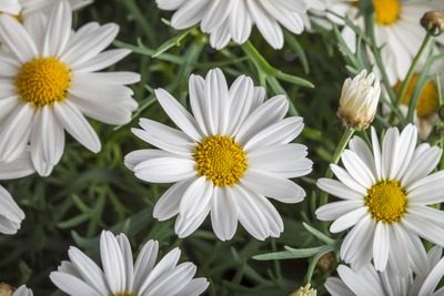 ARGYRANTHEMUM molimba white